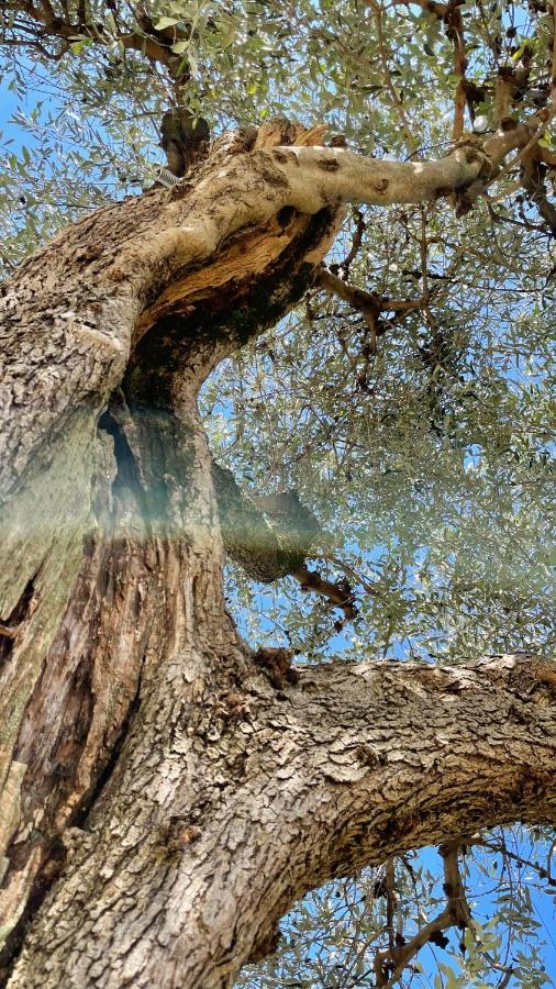 فيلا مونيلّيفي Foglie D'Argento المظهر الخارجي الصورة